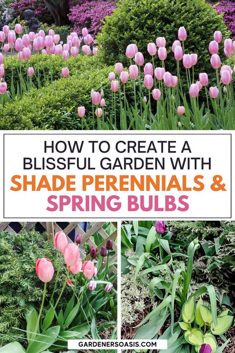 Shade Perennials to Plant With Spring Bulbs | Gardening Bulb And Perennial Garden, Bulbs For Shade Garden, Bulbs For Shade, Best Bulbs To Plant In The Fall, When To Plant Spring Bulbs, Spring Bulbs Garden, Beautiful Landscaping, Vegetable Garden For Beginners, Full Sun Plants