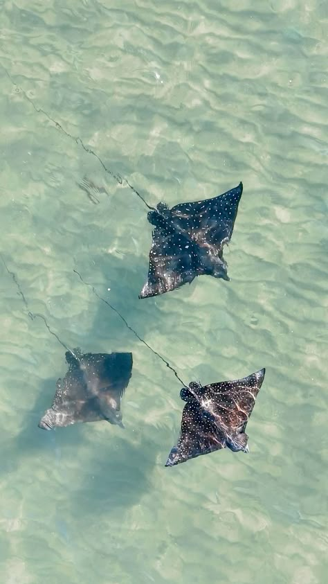 Ocean Core Widgets, Marine Life Background, Sea Vision Board, Stingray Lockscreen, Save The Ocean Aesthetic, Ocean Animal Aesthetic, Ocean Vision Board, Stingray Wallpaper Aesthetic, Marine Wallpaper Iphone