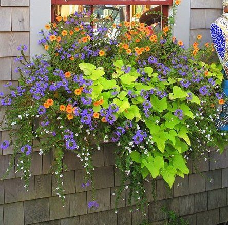 Fibermania: Container Garden Zuppa Toscana Soup Olive Garden, Fall Window Boxes, Window Box Plants, Window Box Garden, Summer Planter, Window Box Flowers, Window Planters, Container Gardening Flowers, Flower Window