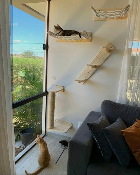 Nxnnz Wall Playground For Cats, Cat Climbing Shelves Diy, Living Room Cat Friendly, Cat Wall Shelves Living Room, Cat Furniture Aesthetic, Cat Climbing Wall Ideas, Wall Shelves For Cats, Cat Shelves Diy Climbing Wall Living Room, Cat Gym Wall