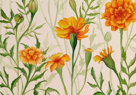 Watercolor techniques on 300gsm watercolor paper Marigold Border Design, Marigold Stencil, Watercolor Marigold, Marigold Watercolor, Marigold Illustration, Marigold Aesthetic, Marigold Flower Aesthetic, Marigold Art, Marigold Flower Drawing