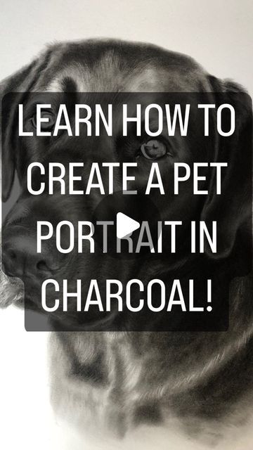 Rachael Porosa on Instagram: "Creating a realistic pet portrait using only ⬇️   ⭐️ Powdered charcoal ⭐️ Black and white colour pencil ⭐️ Mono zero eraser ⭐️ Sofft blending tool  😊   #pet #portrait #blacklab #labrador #dog #art #artist #drawing #arttutorial #tutorial #drawingtutorial" Charcoal Dog Portrait, Charcoal Pet Portrait, Black Labrador Drawing, Charcoal Drawing Tutorial, Dog Pencil Drawing, Dog Portrait Drawing, Dog Drawing Tutorial, Charcoal Artists, Charcoal Portrait