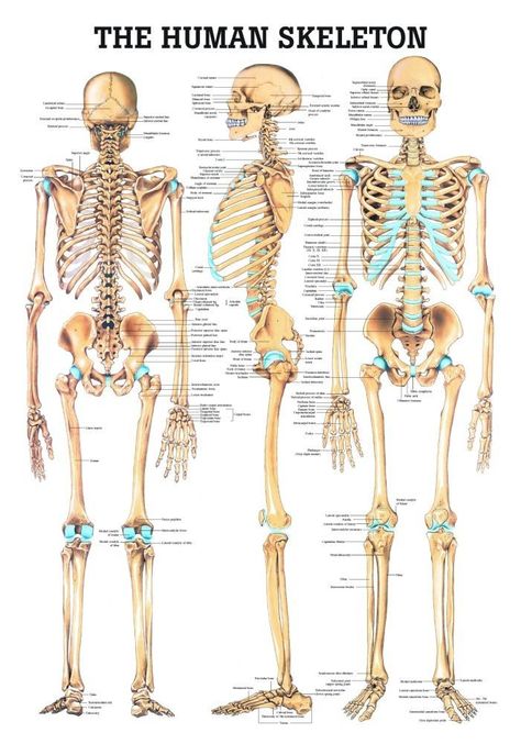 Human Skull Anatomy, The Human Skeleton, Human Skeletal System, Female Skeleton, Human Skeleton Anatomy, Skull Anatomy, Anatomy Bones, Anatomy Poster, Skeleton Anatomy