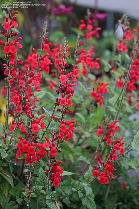 MOUNTAIN SAGE Perennial Salvia, Mexican Sage, Salvia Plants, Sage Plant, Plant Zones, Red Mountain, Backyard Flowers, Hummingbird Garden, Home Garden Plants