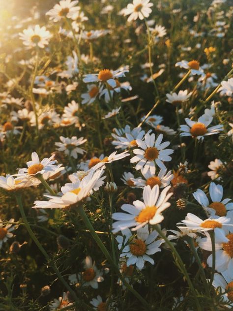 Jessicacore Aesthetic, Katie Core Aesthetic, Jessica Core, Flower Child Aesthetic, Butterfly Museum, Fairytale Aesthetic, Everything Will Be Ok, Scenery Photos, Forest Bathing