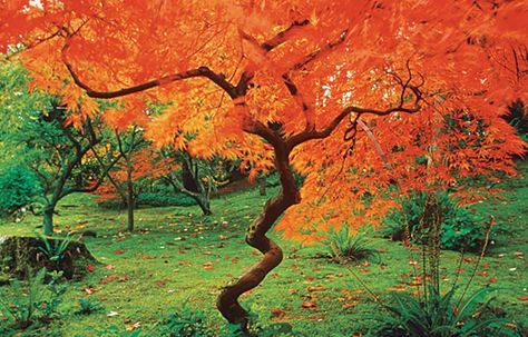 Yellow Twig Dogwood, Fall Color Trees, Red Twig Dogwood, Boston Garden, Twig Dogwood, Eastern Redbud, Small Yellow Flowers, Yellow Autumn, Western Landscape