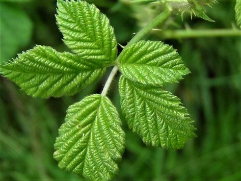 Bramble, Blackberry, Rubus fruticosus Bramble Plant, Rubus Fruticosus, Blackberry Leaves, Blackberry Bramble, Blackberry Bush, Growing Blackberries, Flower Board, Edible Wild Plants, Reference Pictures