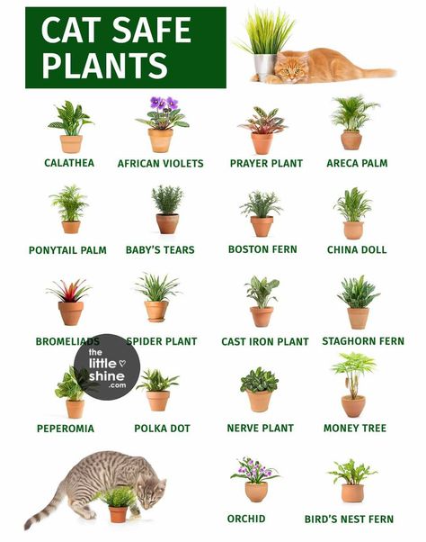 Cat Safe House Plants, Inside House Plants, Safe House Plants, Cat Friendly Plants, Toxic Plants For Cats, Cat Safe Plants, Plants At Home, Cast Iron Plant, Plant Care Houseplant