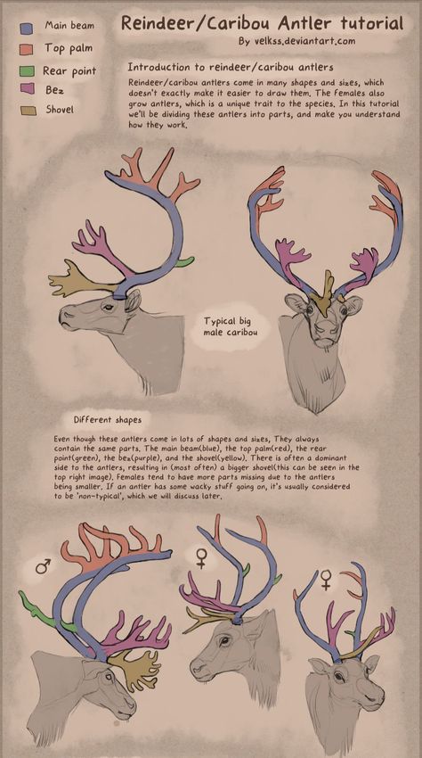 Home / Twitter Antlers Art Reference, Deer Antlers Drawing Reference, How To Draw Deer Antlers, Caribou Fursona, Reindeer Antlers Drawing, Antler Drawing Reference, How To Draw Antlers, Reindeer Fursona, Antlers Reference