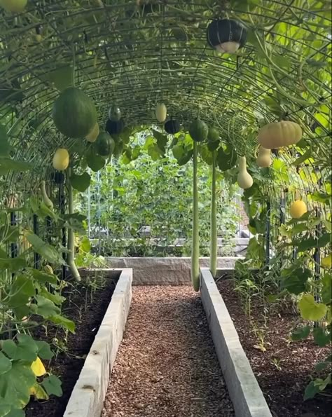 Produce Garden Aesthetic, Veg Garden Aesthetic, Home Fruit Garden Aesthetic, Backyard Vegetable Garden Aesthetic, Horta Museum, Garden Archway, Dream Backyard Garden, Allotment Gardening, Small Front Yard Landscaping