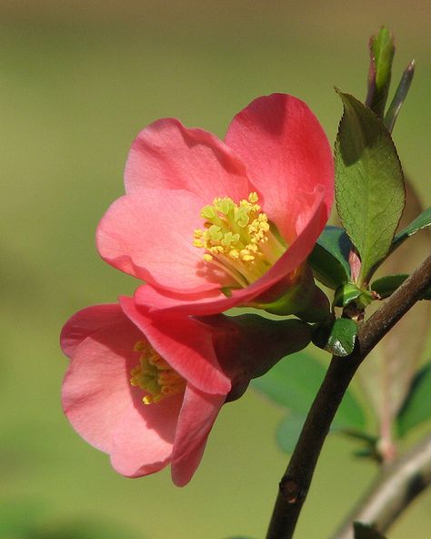 Quince Blossom, Quinceanera Flowers, Blossom Photography, Big Momma, Bee Friendly Garden, Flowering Quince, Camellia Japonica, Challenge Group, Bloom Blossom