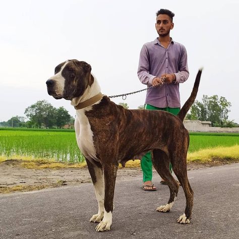 Stray City, Bully Kutta, Kangal Dog, Rare Dogs, Every Dog Breed, All Breeds Of Dogs, Big Dog Breeds, Giant Dogs, Bully Dog