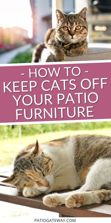 How to Keep Cats Off of Patio Furniture | Keep Cats Away From Deck | Cat Repellents for Yards | Get Cats Out of Your Yard #cats #backyard pests #cattraining #outdoorcats How To Keep Cats Off Outdoor Furniture, How To Get Rid Of Cats In My Yard, How To Keep Cats Out Of Yard, Keep Cats Off Furniture, Cat Deterrent Outdoor, Cat Repellant Outdoor, Catio Ideas Cat, Itching Remedies, Cat House Design