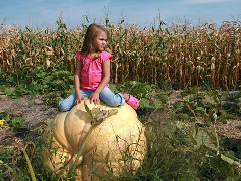 Planting Seeds Indoors, Pumpkin Varieties, Pumpkin Vine, Hgtv Garden, Pumpkin Contest, Giant Pumpkin, Growing Pumpkins, Best Pumpkin, Veggie Garden