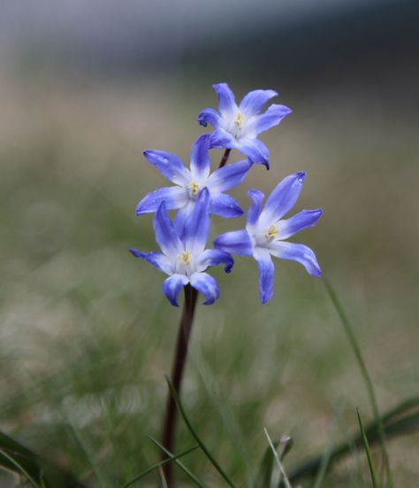 Chionodoxa (Glory of the Snow) Glory Of The Snow Flowers, Interesting Flowers, Xmas Drawing, Glory Of The Snow, Snow Flower, Towards The Sun, Perennial Flowers, Spring Bulbs, Beautiful Plants