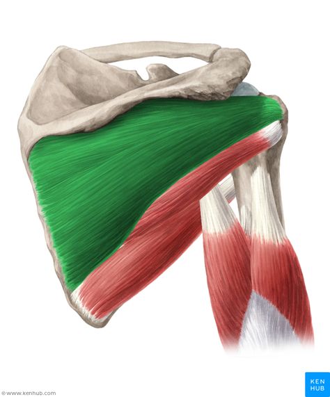 Infraspinatus muscle (Musculus infraspinatus) Triceps Brachii Muscle, Supraspinatus Muscle, Subscapularis Muscle, Infraspinatus Muscle, Axillary Nerve, Shoulder Anatomy, Arm Anatomy, Human Muscle Anatomy, Shoulder Dislocation