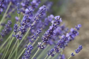 The Best Essential Oils to Combat Cold and Flu Viruses Munstead Lavender, Lavender Varieties, Growing Lavender, Full Sun Perennials, Sun Perennials, English Lavender, Lavender Plant, Sandy Soil, Drought Tolerant Plants