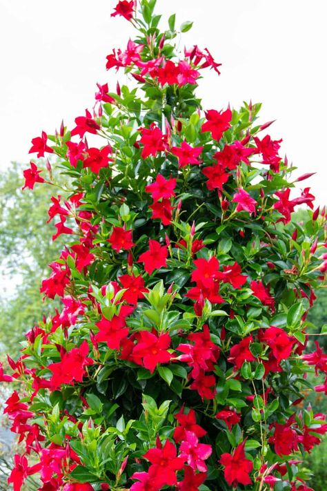 Rio Dipladenia Planter Ideas, Dipladenia Planter Ideas, Mandevilla Vine Ideas Pots, Dipledania Plant, Mandevilla Plant, Mandeville Plant, Diervilla Lonicera, Flowering Bushes, Plant Propagation