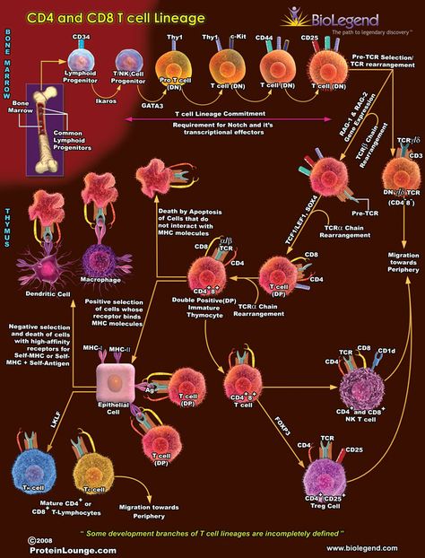 CD4 and CD8 T-Cell Lineage Microbiology Study, T Cells, Studying Medicine, Medical Student Study, Medical Laboratory Science, Biomedical Science, Biology Lessons, Medical School Studying, T Cell