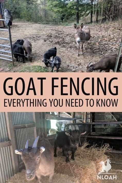 Pygmy Goat Pen, Pygmy Goat Care, Small Goat Farm, Goat Feeders, Goat Fencing, Goat Fence, Milk Goats, Goat Playground, Miniature Goats