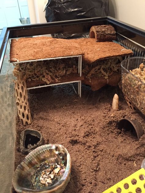 HCA: Hermit Crab Association • View topic - Ok, here goes :-) Hermit Crab Cage, Hermit Crab Homes, Crab Habitat, Hermit Crab Habitat, Crabby Patties, Hermit Crab Tank, Crab Toy, Tortoise Habitat, Crab House