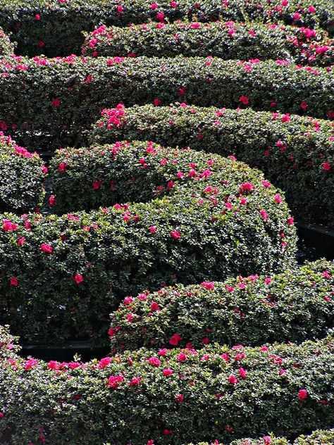 Flower Maze Flower Maze Garden, Garden Mazes, Flower Maze, Flower Hedge, Hedge Maze, Garden Maze, Victorian Greenhouses, Boxwood Garden, Rock Garden Design