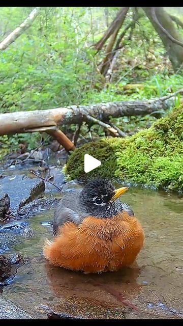 Backyard Birder on Instagram: "Robin shows how it's done in the mountain spring! #birds #spring #birdbath #birdlovers #birdphotography #relaxation" Wild Life Videos, Backyard Birds Watching, Birds Spring, Wild Animals Videos, Mountain Spring, Bird Brain, Doctor's Office, Animals Amazing, Spring Birds