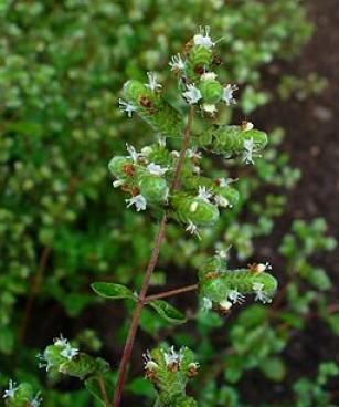 Origanum majorana 002 Eucalyptus Deglupta, Joy Essential Oil, Marjoram Essential Oil, Origanum Majorana, Bulk Herbs, Culinary Herbs, Aromatic Herbs, Marjoram, Natural Beauty Tips