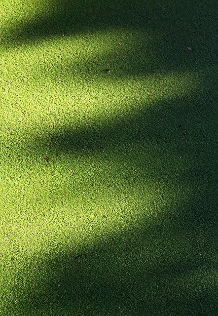 Green Texture by rarefruitfan, via Flickr Growing Duckweed, Green Background Nature, Greenery Texture, Camp Background, Green Textured Background, Green Bg, Green Texture Background, Stary Papier, Green Sand