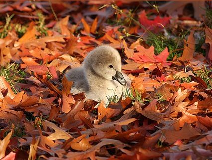 Autumn Baby Duck.../// so cute! Plumpkin :p Fall Pictures Nature, Autumn Animals, Autumn Magic, Autumn Scenes, Baby Ducks, Autumn Scenery, Fabulous Fall, Autumn Beauty, Fall Pictures