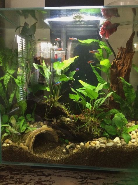 Betta Fish Tank With Live Plants, Betta Fish Tank Inspiration, Multiple Betta Fish Tank Ideas, Berta Fish Tank Ideas, Cottagecore Fish Tank, Betta Tank Aquascape, Black And White Fish Tank, 5 Gallon Betta Tank Ideas, Berta Fish Tank