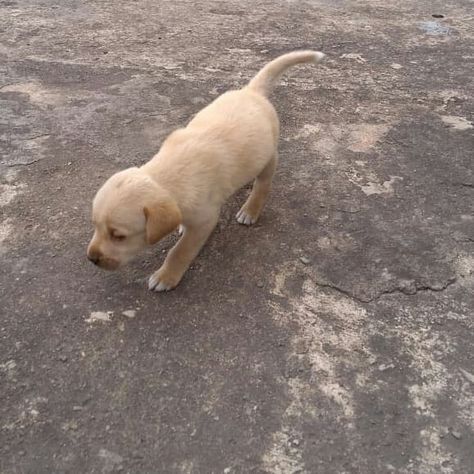 Lebra dog Lebra Dog Puppy, Lebra Dog, Army Video, Black Screen, Dog Puppy, Dogs And Puppies, Labrador Retriever, Labrador, Puppies