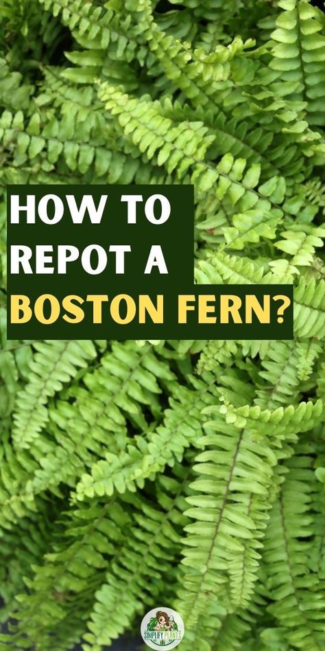 Sword Fern Care- Boston Fern Care guide
- Boston Fern repotting guide
- Steps to repot a Boston Fern
- When to repot Boston Ferns
- Repotting tips for Boston Fern care
- Choosing a pot for Boston Fern
- Soil mix for Boston Fern repotting
- Transplanting a Boston Fern
- Boston Fern root care during repotting
- Repotting Boston Ferns for growth
- Watering after repotting Boston Fern
- Signs your Boston Fern needs repotting
- Boston Fern drainage requirements
- Container size for Boston Ferns Fern Planters, Fern Care, Potted Ferns, Ferns Care, Porch Planters, Boston Fern, Fern Plant, Garden Care, Container Plants