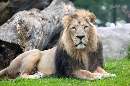 Asiatic Lion Lion Reference, Iberian Lynx, Asiatic Lion, Monk Seal, Panthera Leo, Giant Tortoise, Animal Inspiration, Mountain Gorilla, Male Lion