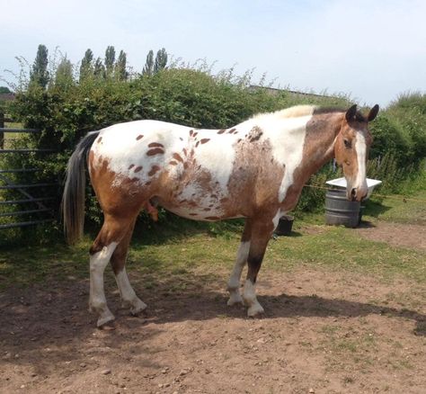 Pintaloosa Horse, Splash Horse, Coat Ideas, Horse Riding Aesthetic, Funny Horse Videos, Wild Horses Photography, Horse Markings, Horse Reference, Horse Coat Colors