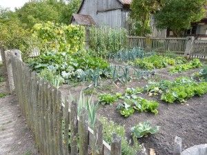 Growing a Green Garden Ground Garden Layout, In Ground Garden Layout, In Ground Garden Layout Ideas, In Ground Garden, Garden Layout Ideas Vegetable, Vegetables Growing, Ground Garden, Vegetable Garden Beds, Garden Layout Ideas