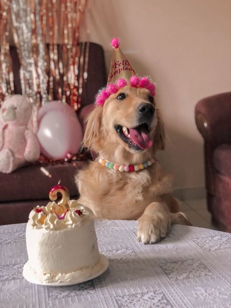 Dogs Birthday Photoshoot Ideas, Aesthetic Dog Birthday, 1 Year Dog Birthday Pictures, Fiesta Para Perros Ideas, Dog First Birthday Pictures, Pet Party Ideas For Dogs, Dog Birthday Party Ideas Decoration, Dog Birthday Party Ideas, Dog Birthday Photoshoot