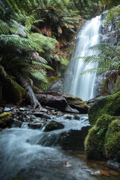 Travel Photography  | Travel Destinations | Highlights | Bucket List | Sightseeing |Vacation | Holiday | Wanderlust   | | Travel Ideas | Oceania Destinations | Nature  Australia #travel #australia #photography #tasmania #waterfall      Myrtle Forest Falls  Myrtle Forest, near Collinsvale 30 min walk. Nature Photography Forest, Photography Forest, Forest Falls, Waterfall Pictures, Best Nature, Water Falls, Scenery Pictures, Bucket Lists, Beautiful Waterfalls