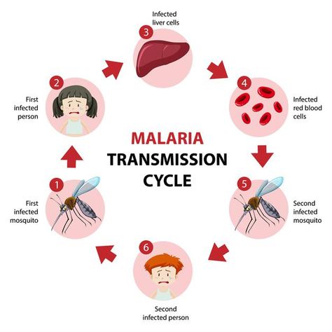 Malaria transmission cycle information i... | Free Vector #Freepik #freevector #infographic #medical #animals #medicine Malaria Infographic, Anopheles Mosquito, Malaria Prevention, Malaria Parasite, Infographic Layout, Medical Videos, Infographic Poster, Infectious Diseases, Information Poster