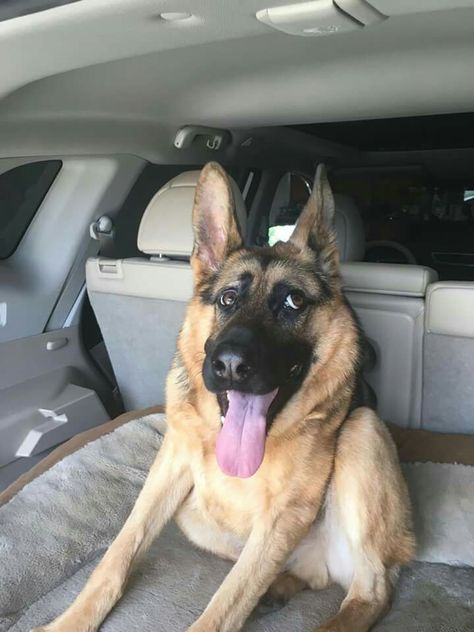 Quasi the Great - Short Spine Syndrome GSD Short Spined Dogs, Disabled Dog, Silly Animals, German Shepherds, Happy Animals, German Shepherd, Animals And Pets, Really Funny, Cute Animals