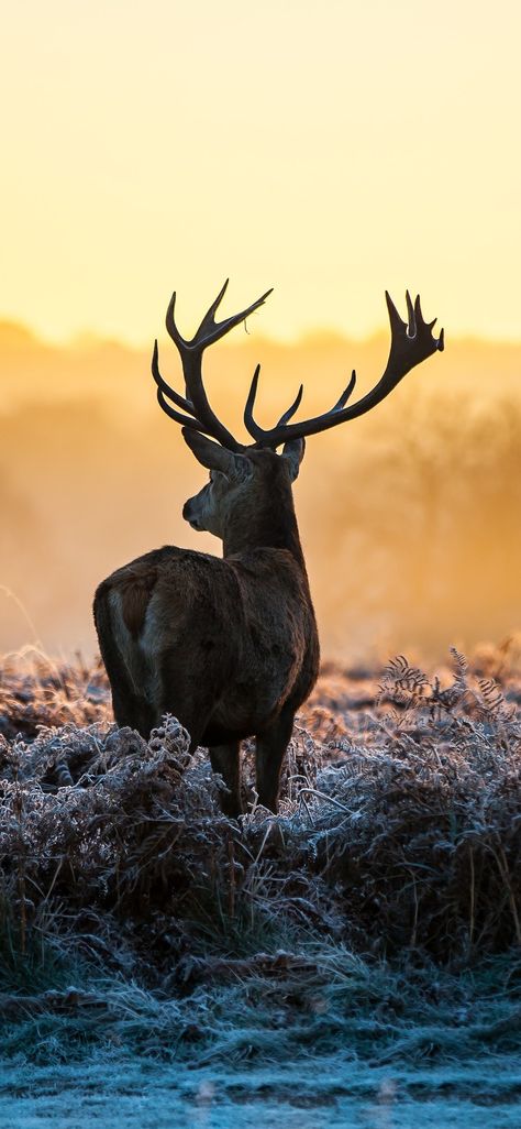 HD Deer Wallpaper Explore more Animal, Capreolinae, Deer, Hoofed, Horn wallpaper. https://www.whatspaper.com/hd-deer-wallpaper-4/ Elk Wallpaper, Reindeer Wallpaper, Deer Shot, Lake Portrait, Deer Wallpaper, Smartphone Wallpaper, Whitetail Deer, A Deer, Sunset Painting