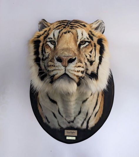 Wildlife Decor, Faux Taxidermy, Synthetic Materials, Taxidermy, Big Cats, Exclusive Collection, Decorative Pieces, Lion, Animals