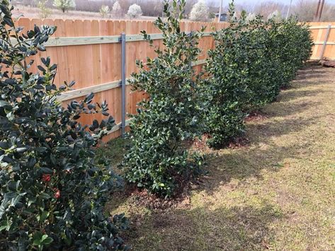 To complement the sturdy privacy fence, we strategically planted fast-growing Nellie Stevens Hollies along the back fence line. These vibrant evergreen shrubs not only enhance the visual appeal of your backyard but also serve as a natural privacy barrier. Nellie Stevens Hollies are known for their rapid growth, quickly forming a dense, green wall that shields your space from prying eyes. Privacy Hedge, Ultimate Backyard, Backyard Privacy, Privacy Fence, Evergreen Shrubs, Backyard Oasis, Fast Growing, Green Wall, Hedges