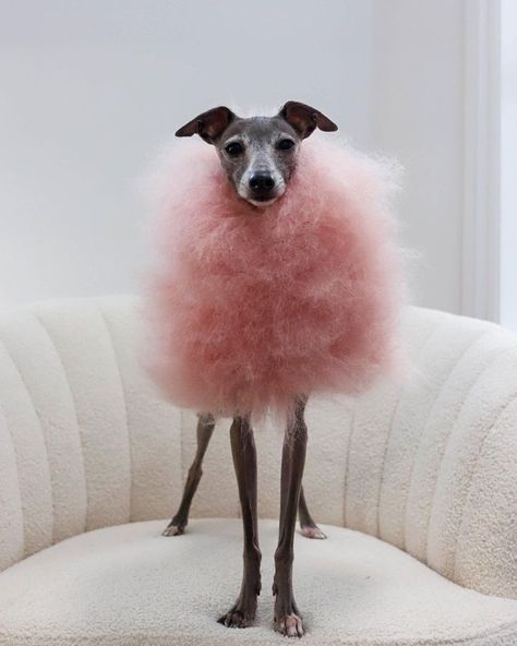 Italian Greyhound Clothes, Girly Graphics, Dapper Dogs, Animal Instinct, Fancy Dog, Fairy Floss, I Like Dogs, Dog Blog, Pet Fashion