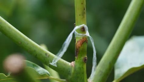 Tree Grafting, Avocado Trees, Avocado Tree, Avocado, Kitchens, Around The World, Trees, The World