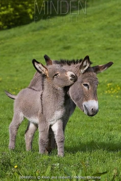 Two Donkeys, Animal Hugs, Baby Donkey, Cute Donkey, Cute Animal Photos, Cute Animal Pictures, Cute Creatures, Sweet Animals, Animal Planet