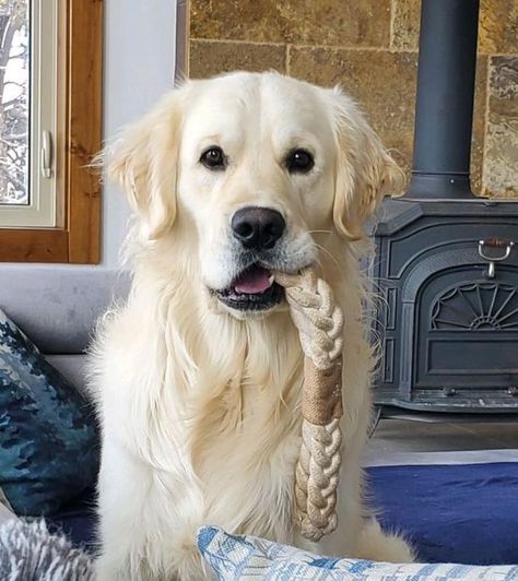 White English Cream Golden Retriever, English Cream Golden Retriever Aesthetic, English Cream Retriever, White Golden Retriever Aesthetic, Creme Golden Retriever, English Cream Golden Retriever Puppy, English Creme Golden Retriever, English Labrador Retriever, Cream Retriever