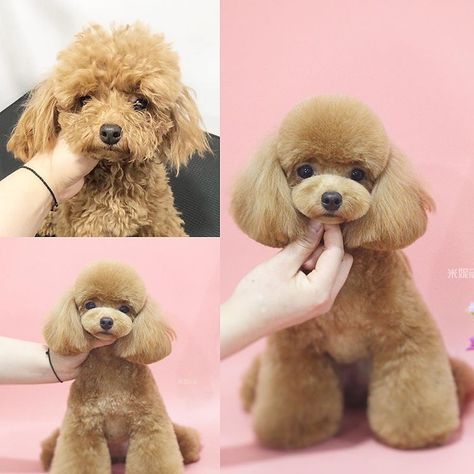 In such circumstances, hair trimming can be performed to keep the eyes clear and maintain the coat free of knots. Toy Poodle Haircut Teddy Bears, Toy Poodle Puppy Cut, Standard Poodle Teddy Bear, Poodle Teddy Bear Cut, Poodle Puppy Cut, Toy Poodle Haircut, Poodle Haircut Styles, Toy Poodle Puppy, Poodle Hair