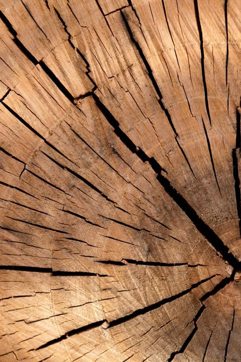 Free stock photo of wood, pattern, texture, tree Theme Nature, Texture Inspiration, Texture Photography, Photos Hd, Materials And Textures, Photo On Wood, Brown Aesthetic, Patterns In Nature, Wood Texture