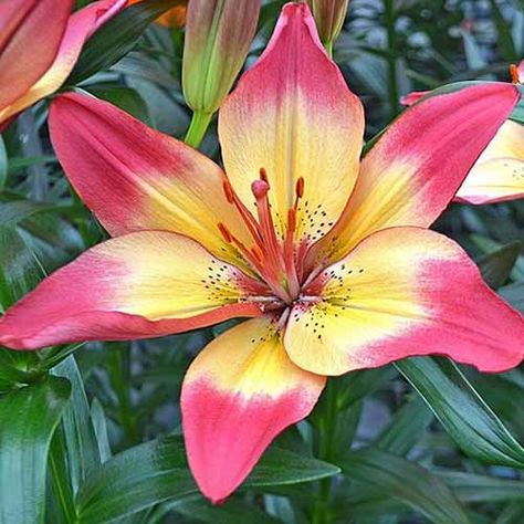 With bold blooms, bright colors, and sweet perfume, lilies are valued by the gardener and florist alike. Stately and striking, the beauty of many species can be easily enjoyed at home. Learn about how the different types of lily are classified into nine Divisions, and discover 27 of our favorite varieties for the garden. #lilies #flowers #gardenerspath Different Types Of Lilies, Types Of Lilies, Asiatic Lily, Perennial Bulbs, White Flower Farm, Lily Garden, Lily Bulbs, Asiatic Lilies, Lily Plants